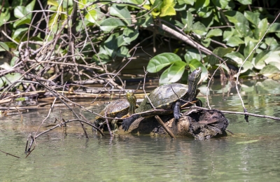 Slider Turtle Belize 2022